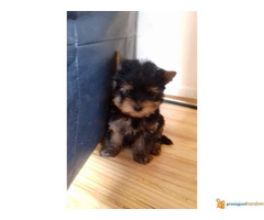 JORKI (jorksirski terijer)