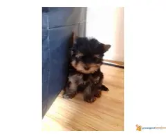 JORKI (jorksirski terijer)