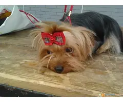 JORKI (jorksirski terijer)