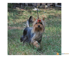 JORKI (jorksirski terijer)