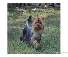 JORKI (jorksirski terijer)