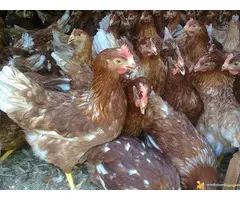 Prodaja mladih koka nosilja—Pozarevac - 2