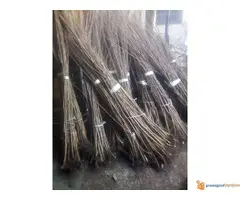 Sadnice Lešnika na prodaju - 2