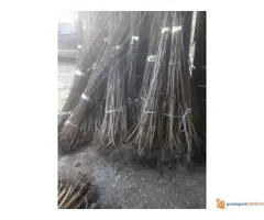 Sadnice Lešnika na prodaju - 3