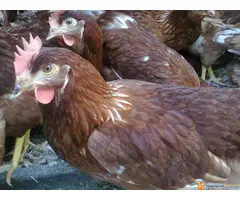 Prodaja mladih koka nosilja—Pozarevac