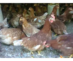 Prodaja mladih koka nosilja—Pozarevac