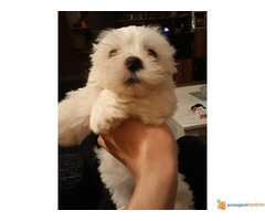 Musko stene Maltezer