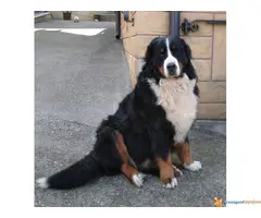 Bernski Planinski Pas Stenad - 2