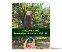 Rezervacija Sadnica Voća Jesen 2019 - Rasadnik Antić