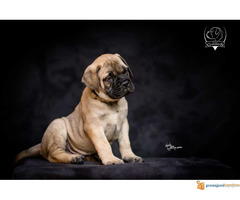 Odgajivačnica bullmastiff-a "Home of Guardians"
