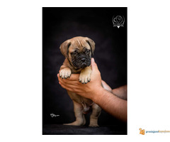 Odgajivačnica bullmastiff-a "Home of Guardians"