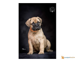 Odgajivačnica bullmastiff-a "Home of Guardians"