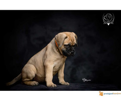 Odgajivačnica bullmastiff-a "Home of Guardians"