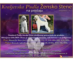 Kraljevska Pudla Žensko štene na prodaju