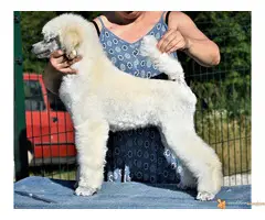 Kraljevska Pudla Žensko štene na prodaju