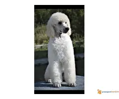 Kraljevska Pudla Žensko štene na prodaju