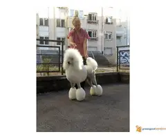 Kraljevska Pudla Žensko štene na prodaju