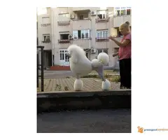 Kraljevska Pudla Žensko štene na prodaju