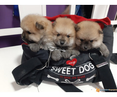 Pomeranci BOO stenci spremni za preuzimanje