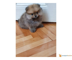 Pomeranci BOO stenci spremni za preuzimanje