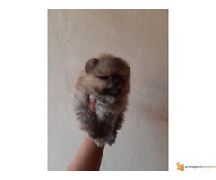 Pomeranci BOO stenci spremni za preuzimanje