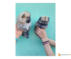 Pomeranci BOO stenci spremni za preuzimanje