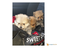 Pomeranac BOO stenci spremni za preuzimanje