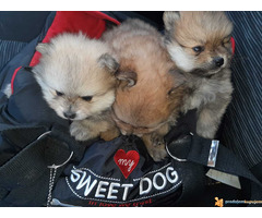 Pomeranac BOO stenci spremni za preuzimanje