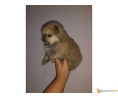 Pomeranac BOO stenci spremni za preuzimanje