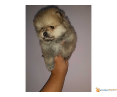 Pomeranac BOO stenci spremni za preuzimanje