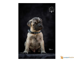 Odgajivačnica bullmastiff-a "Home of Guardians"