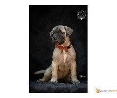 Odgajivačnica bullmastiff-a "Home of Guardians"