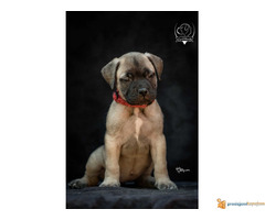 Odgajivačnica bullmastiff-a "Home of Guardians"