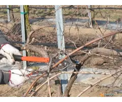 Profesionalno orezivanje i zaštita vinove loze, voća i ruža