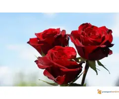 Profesionalno orezivanje i zaštita vinove loze, voća i ruža