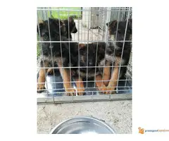 stenci nemackog ovcara - 2