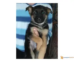 stenci nemackog ovcara - 3