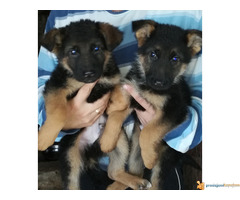 stenci nemackog ovcara