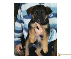 stenci nemackog ovcara