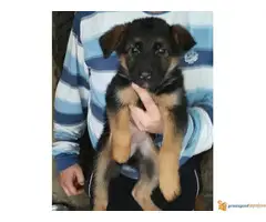 stenci nemackog ovcara - 5