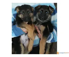 stenci nemackog ovcara - 6