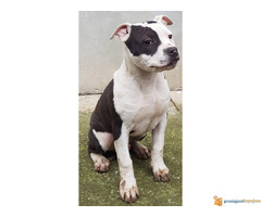 Americki staford muzjacici