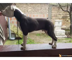 Americki staford muzjacici - 3