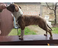 Americki staford muzjacici - 4