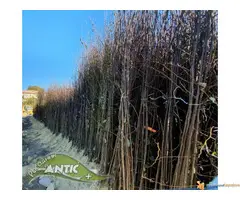 Sadnice voca svih vrsta - Dostava brzom postom - 2