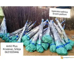 Sadnice voca svih vrsta - Dostava brzom postom - 3