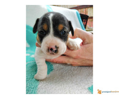 Vrhunski štenci džek rasel terijer