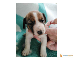 Vrhunski štenci džek rasel terijer