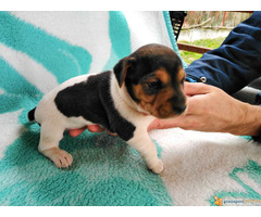 Vrhunski štenci džek rasel terijer