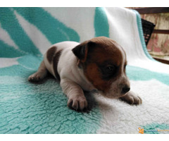 Vrhunski štenci džek rasel terijer